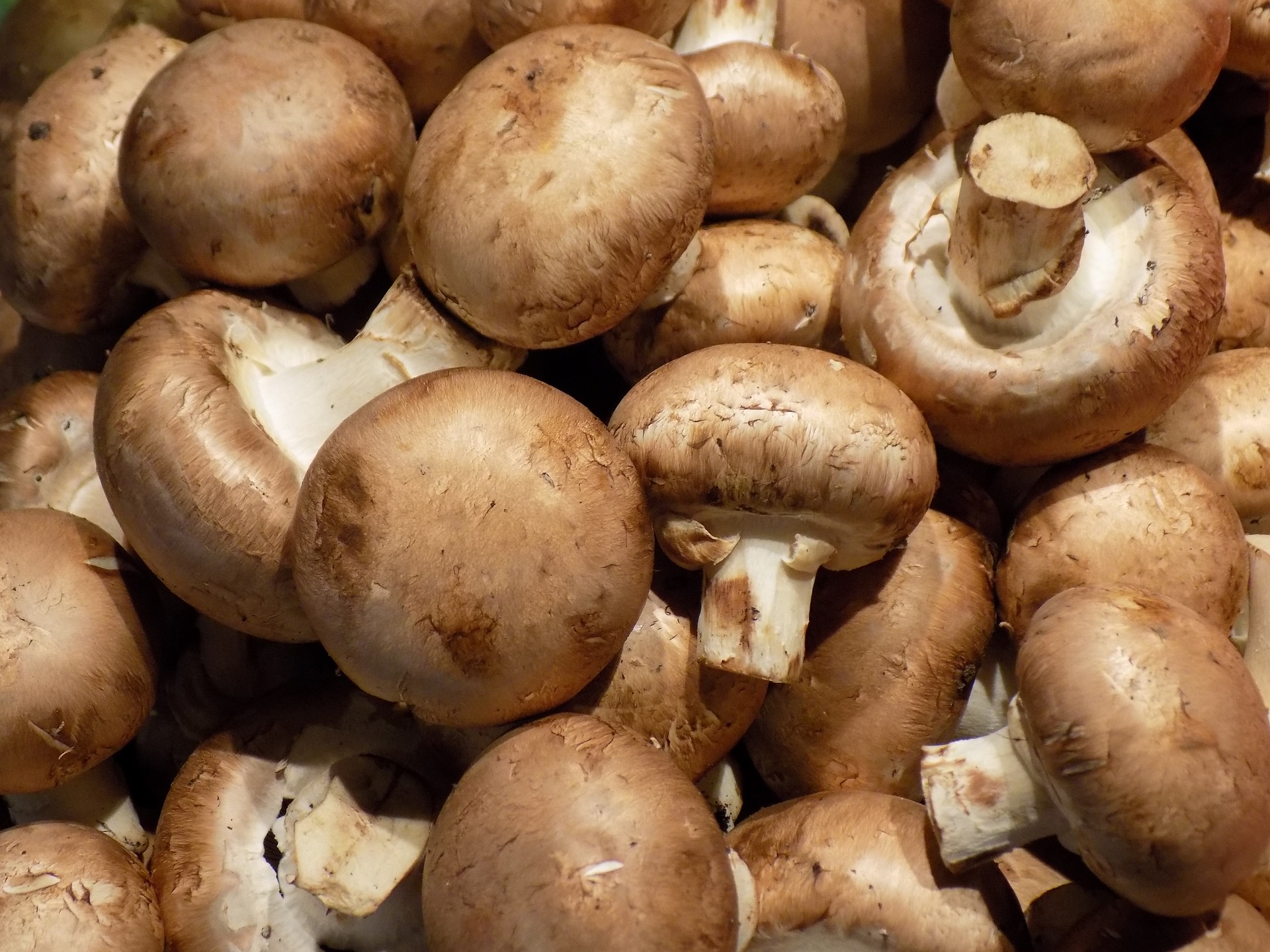 CHAMPIGNONS : De La Vitamine B Et Des Minéraux ! - Bonheur De Diet