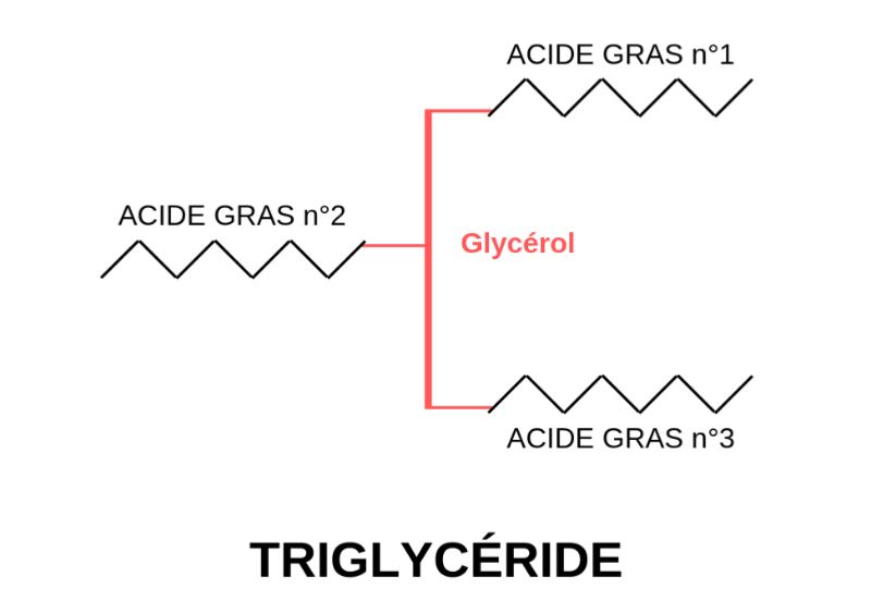 triglycéride