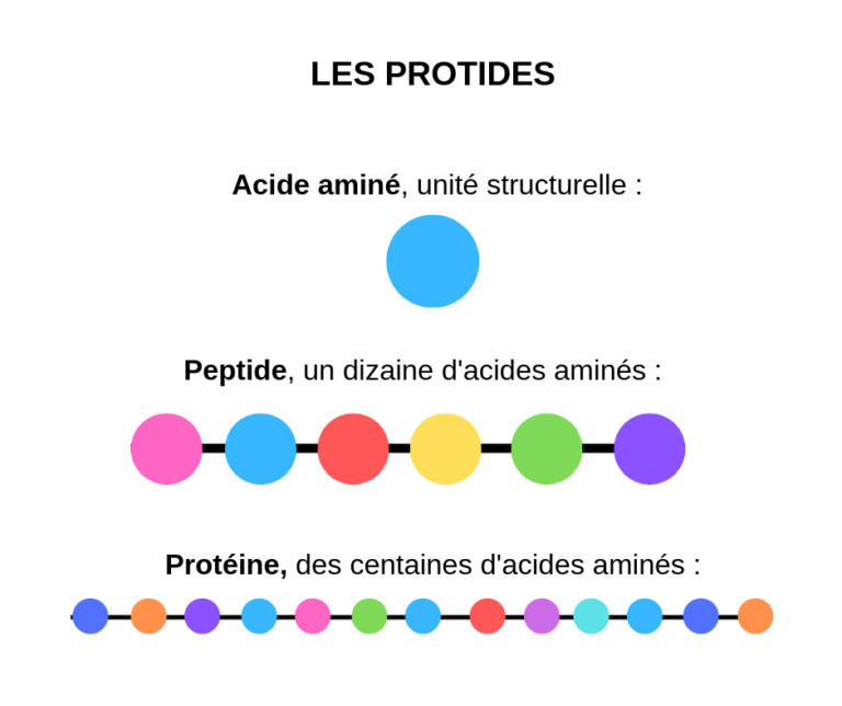 ProtÉines Définitions Rôles Et Classifications Bonheur De Diet 0811